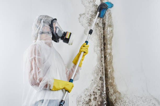 Best Fast Mold Removal  in Cleveland, FL