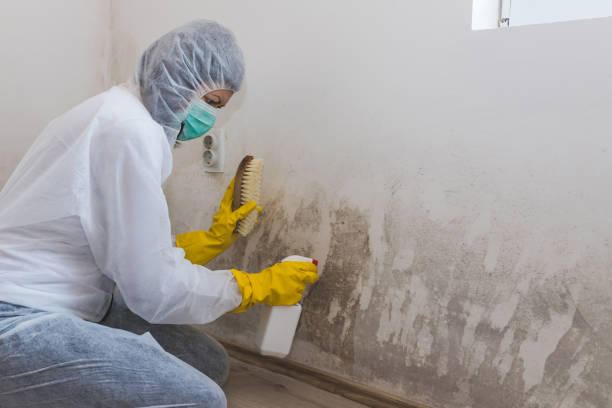 Office Mold Removal Services in Cleveland, FL