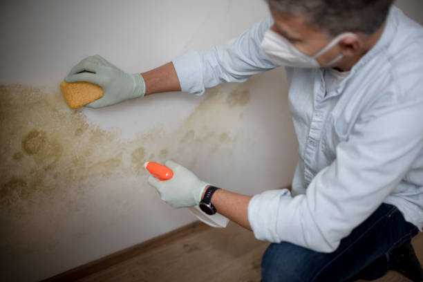 Certified Mold Removal in Cleveland, FL