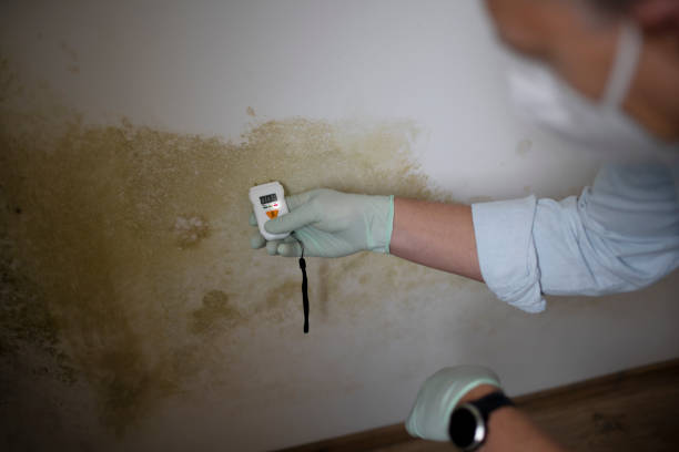 Best Toxic Mold Removal  in Cleveland, FL