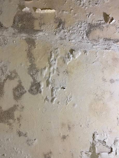 Trusted Cleveland, FL Mold Removal Experts