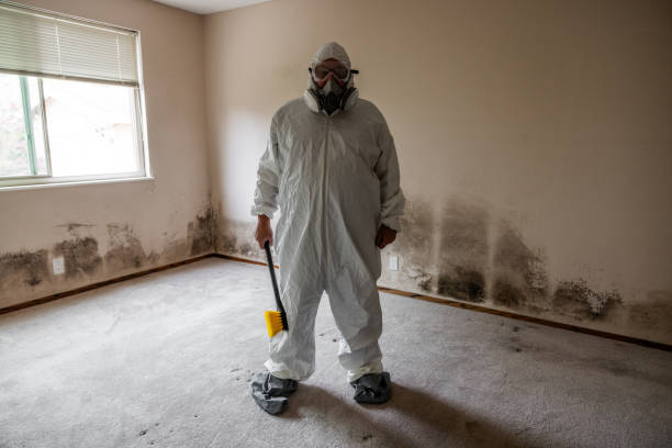 Best Toxic Mold Removal  in Cleveland, FL